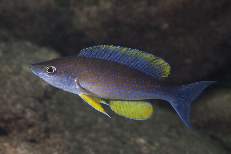 Cyprichromis pavo 'Kalugunga'